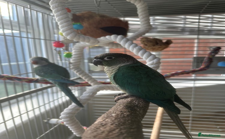 Conures birds - Advert 1