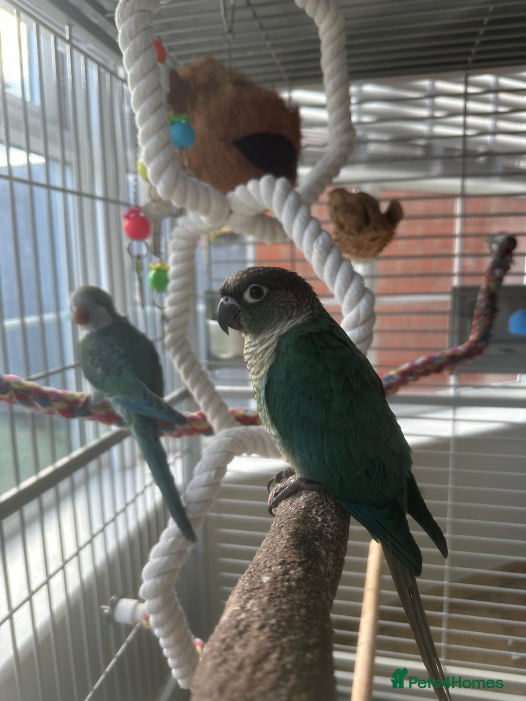 Conures birds for sale: Quaker and conure baby - Image 1