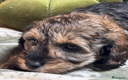 Schnoodle dogs for sale: Miniature Schoodle puppies - Image 30