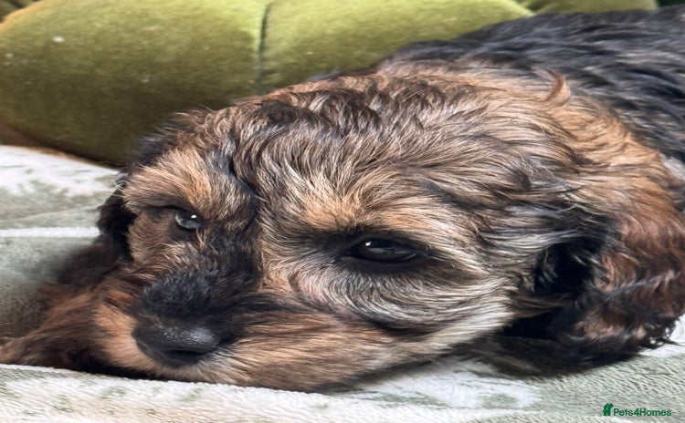 Schnoodle dogs - Advert 1