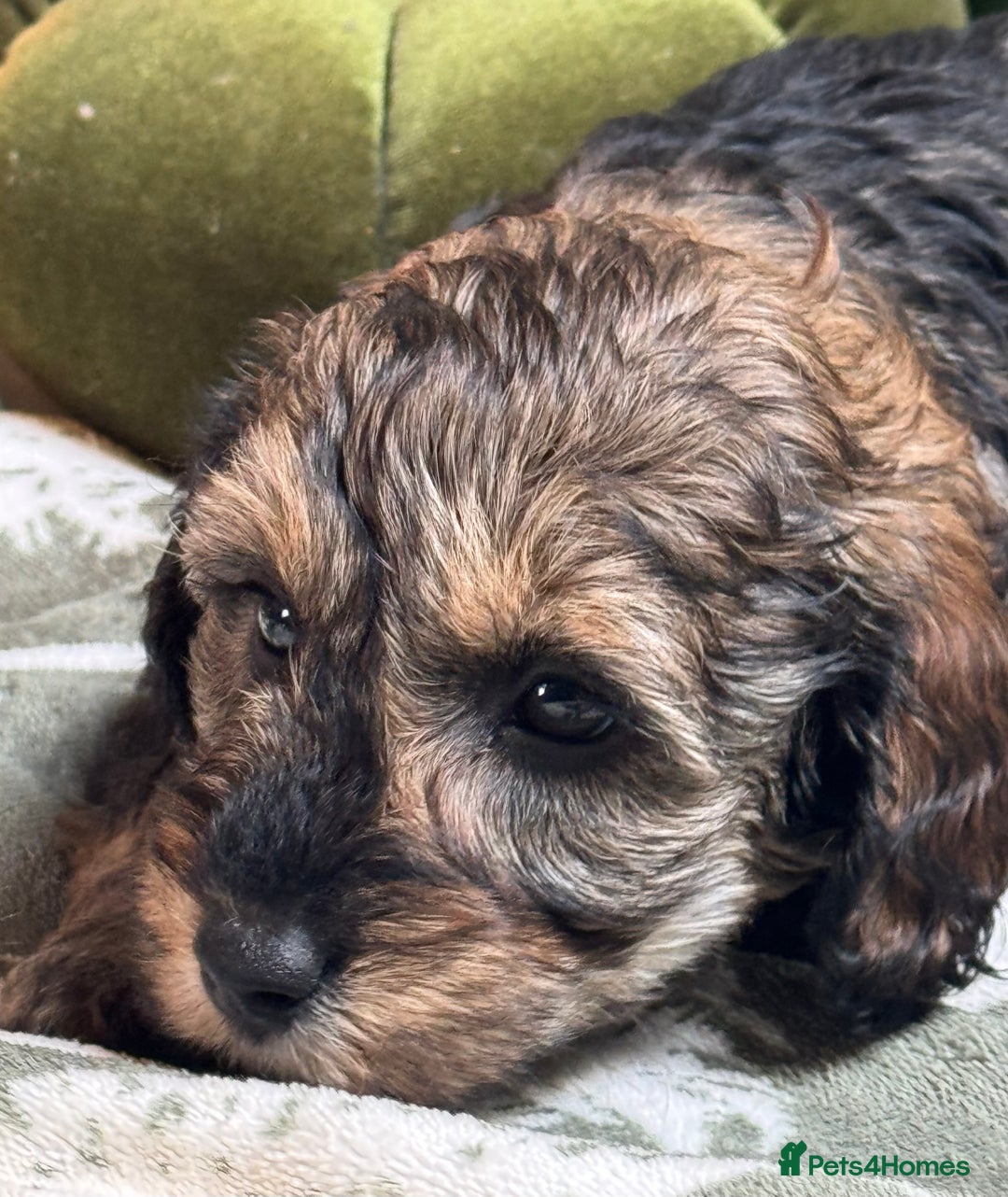 Schnoodle dogs for sale: Miniature Schoodle puppies - Image 30