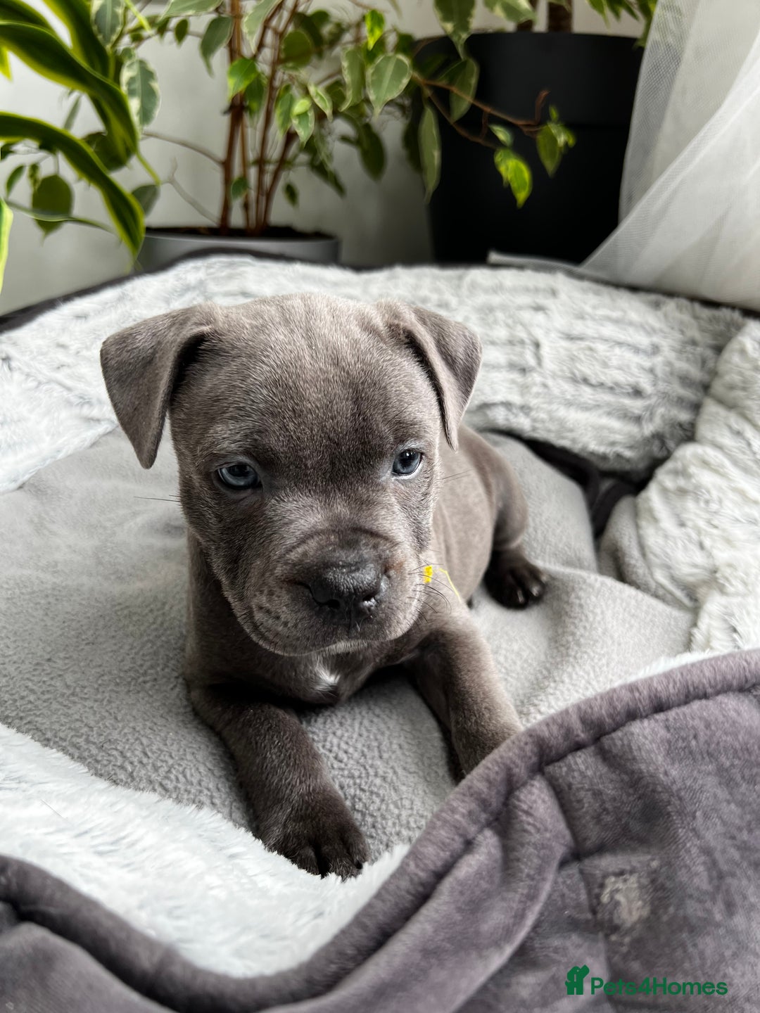 Staffordshire Bull Terrier dogs for sale: 🔷 Pharaon Champion Line Pups 🔷 in Wolverhampton - Image 22