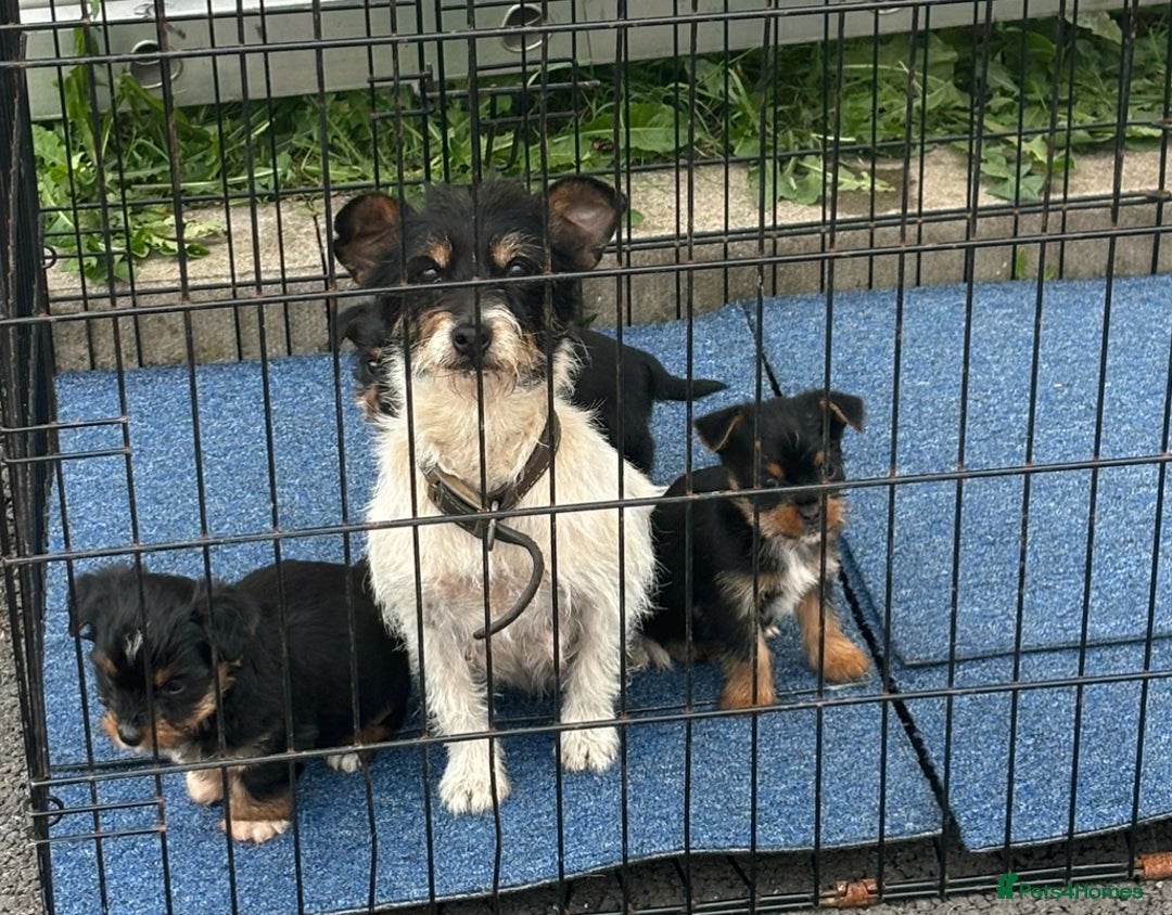 Mixed Breed dogs for sale: 3 beautiful yorkie Russell for sale  - Image 9