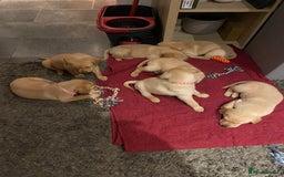 Labrador Retriever dogs for sale: Working Labrador Retriever puppies - Image 4