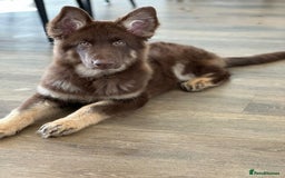 German Shepherd dogs for stud: PROVEN KC REG STRAIGHT BACK BLUE BICOLOUR in Redditch - Image 30