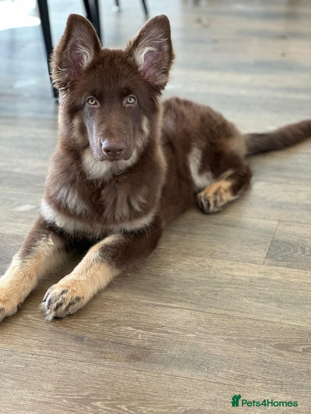 German Shepherd dogs for stud: PROVEN KC REG STRAIGHT BACK BLUE BICOLOUR in Redditch - Image 30