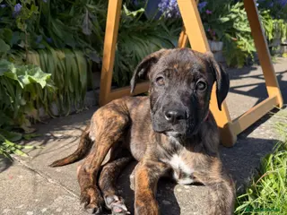 Mixed Breed dogs Cane corso puppy - Advert 2