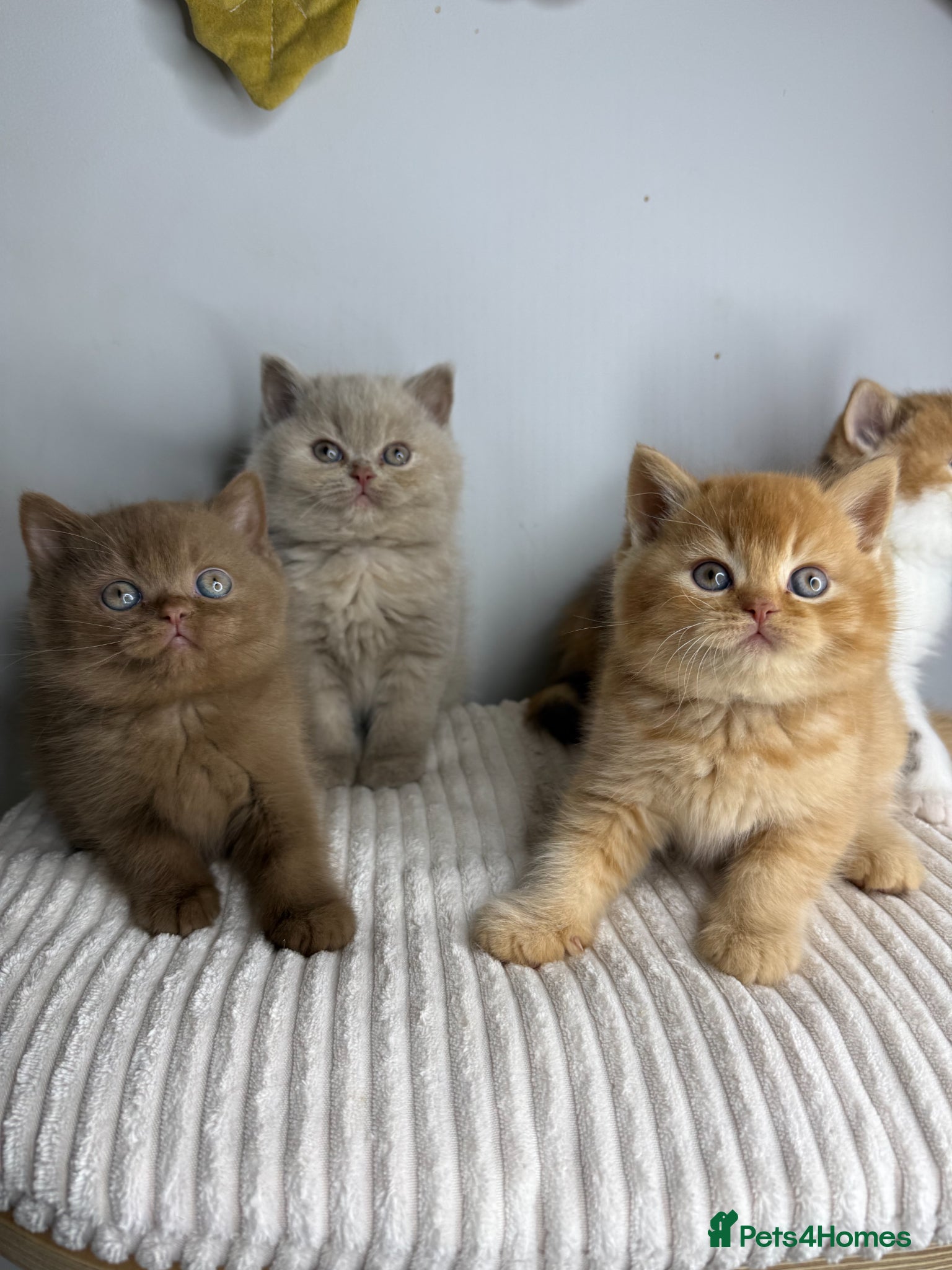 British Shorthair cats for sale: Stunning Pedigree BSH  - Advert 1