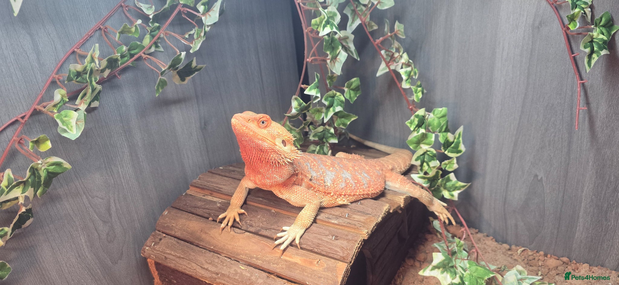 Bearded Dragon reptiles Nova the hypo super red blue bar dragon  - Advert 4