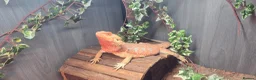 Bearded Dragon reptiles for sale: Nova the hypo super red blue bar dragon  - Advert 1