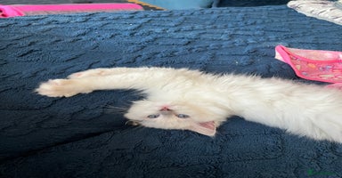 Ragdoll cats - Advert 6