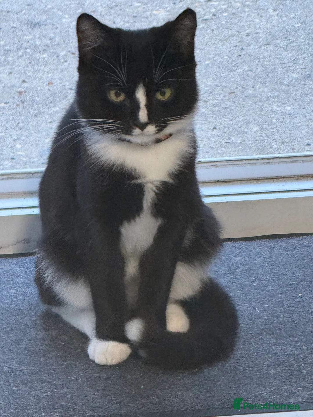Mixed Breed cats for sale: 6 month male tuxedo for sale  - Advert 3