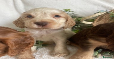 Cocker Spaniel dogs STUNNING SHOW COCKERS DNA TESTED  - Advert 2