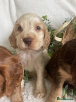 Cocker Spaniel dogs STUNNING SHOW COCKERS DNA TESTED - Advert 2