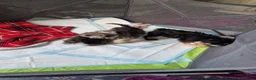 Miniature Schnauzer dogs for sale: 3 beautiful puppies left  - Advert 8