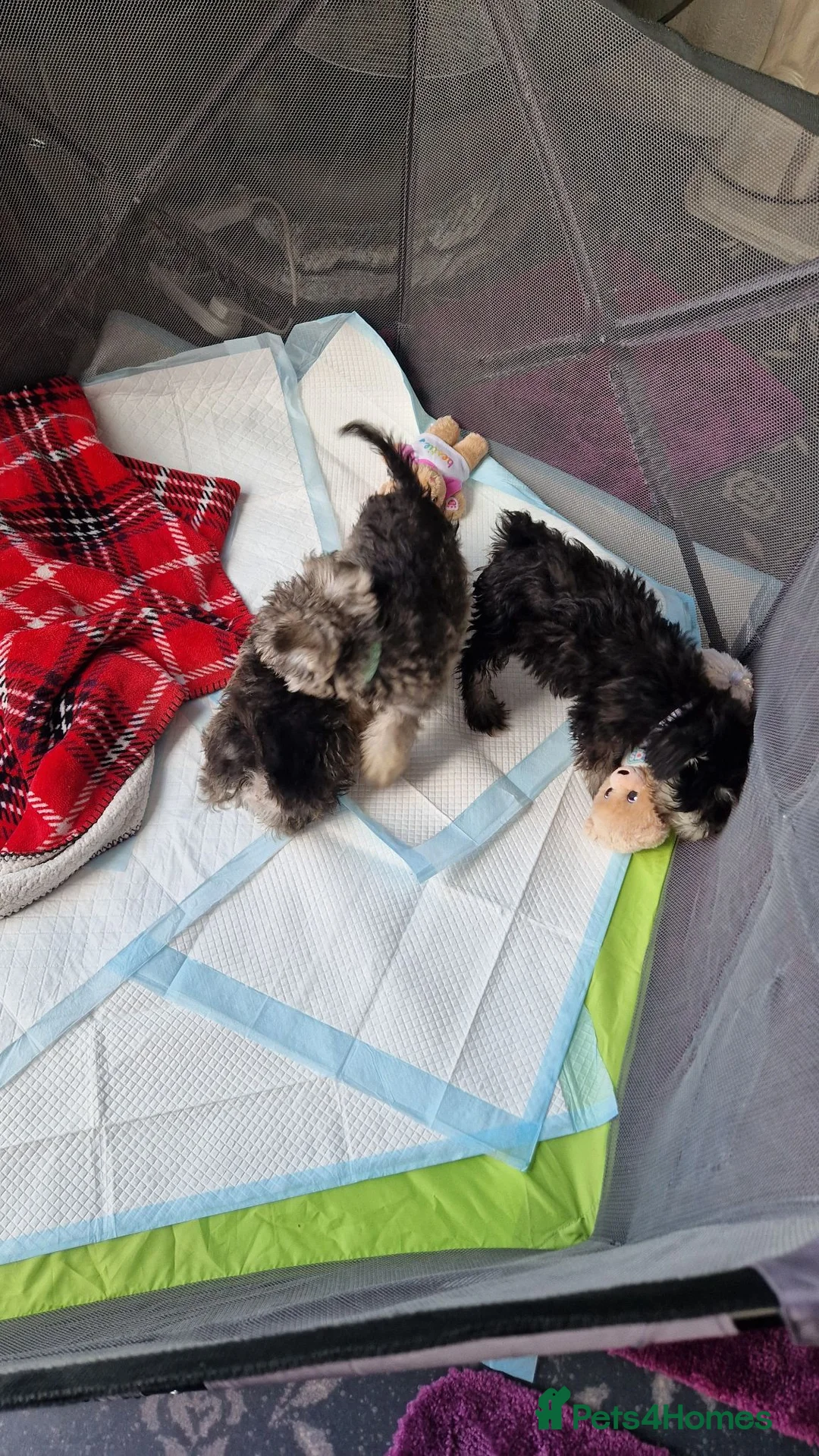 Miniature Schnauzer dogs for sale: 3 beautiful puppies left  - Advert 8