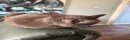 Russian Blue cats for sale: Russian Blue Nuetered Male - Advert 3