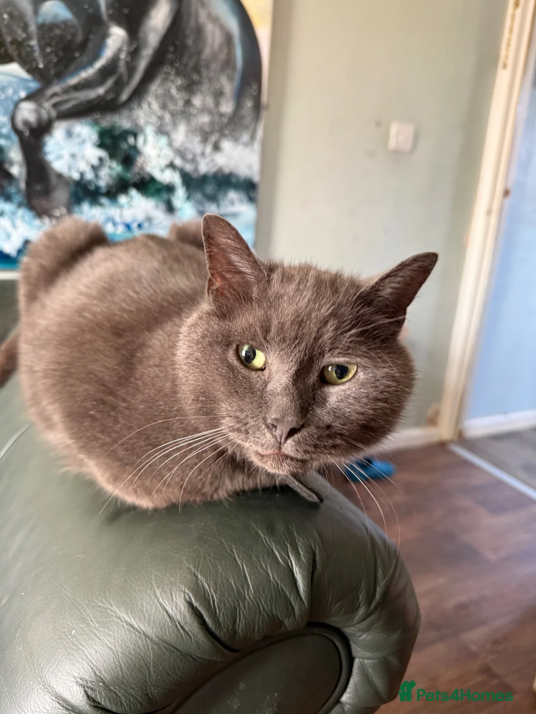 Russian Blue cats for sale: Russian Blue Nuetered Male - Advert 3