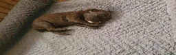 Cocker Spaniel dogs for sale: KC registered working Cocker Spaniels  in Hereford - Advert 6