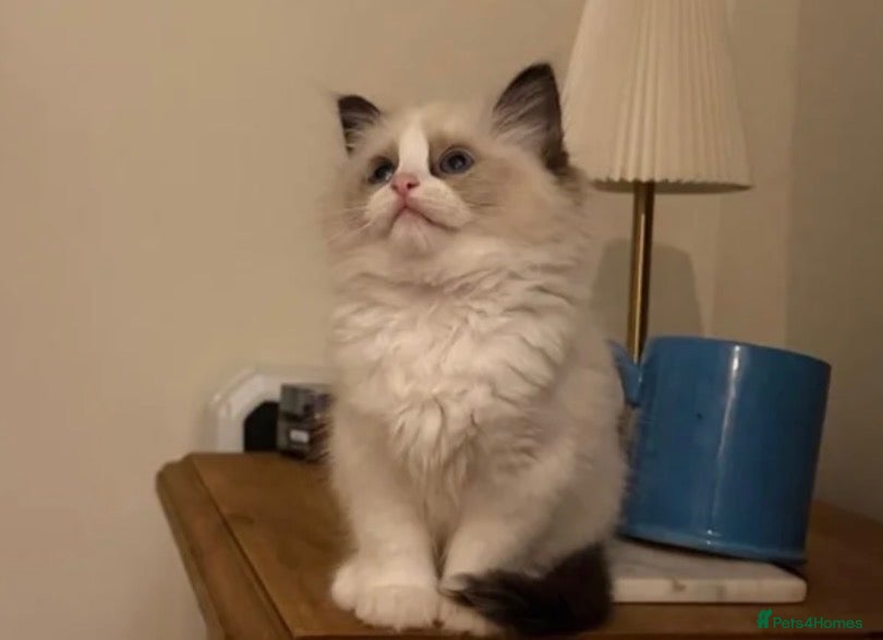 Ragdoll cats 🏆 RAGDOLL KITTENS 🏆 SHOW QUALITY  - Advert 2