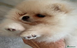 Pomeranian dogs for sale: Male Pomeranian  - Image 6