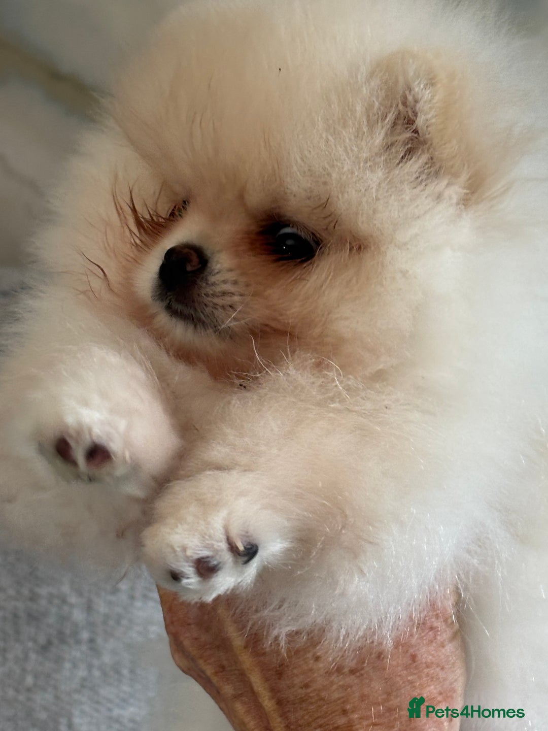Pomeranian dogs for sale: Male Pomeranian  - Image 6