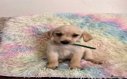 Goldador dogs for sale: Stunning litter of Goldador Puppies  - Image 20