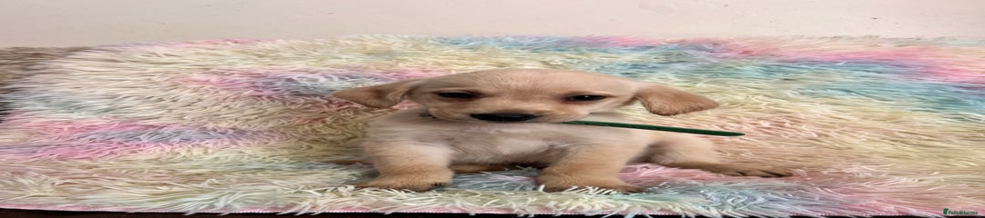 Goldador Puppy 3