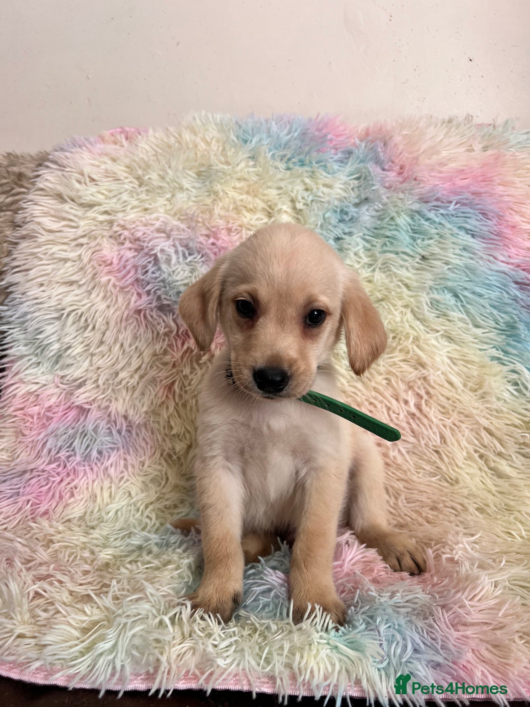 Goldador dogs for sale: Stunning litter of Goldador Puppies  - Image 20