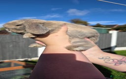 Mini Lop rabbits for sale: Two Mini Lop Bucks for Sale - Image 6