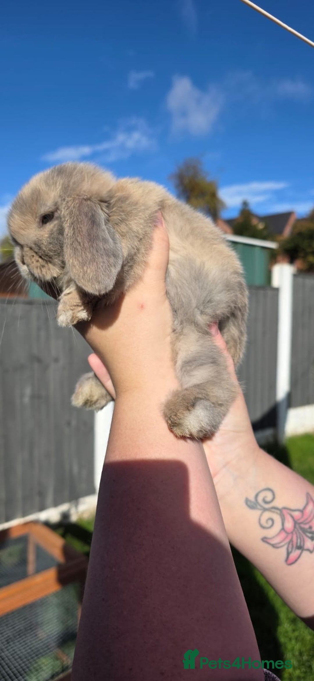 Mini Lop rabbits for sale: Two Mini Lop Bucks for Sale - Image 6