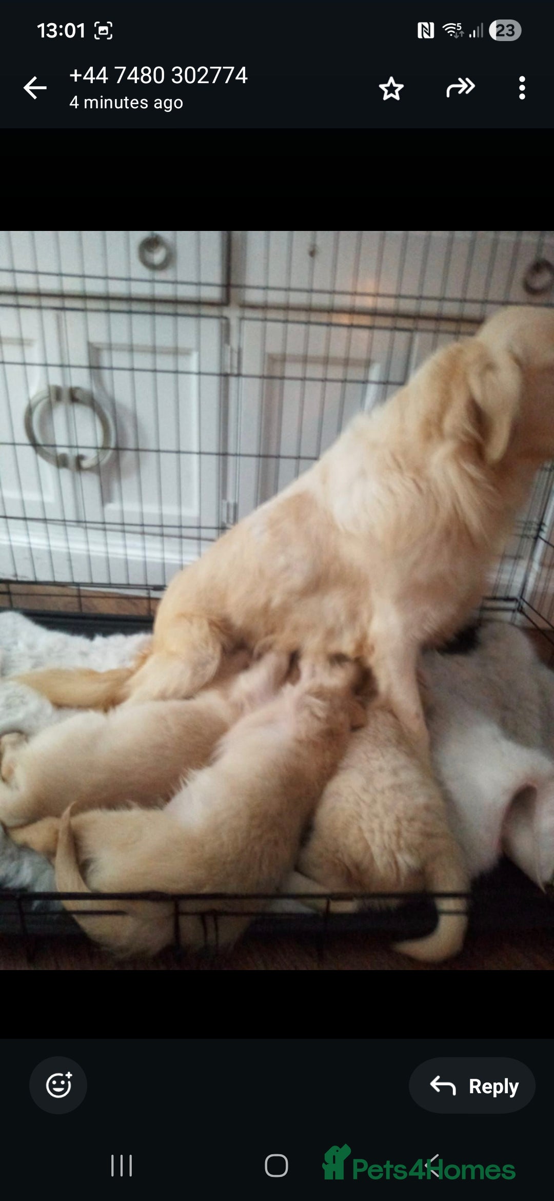 Golden Retriever dogs for sale: Max golden retriever - Advert 6