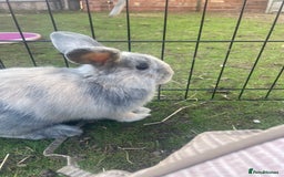 Lionhead rabbits for sale: 4 beautiful lionhead rabbits £35 each - Image 3