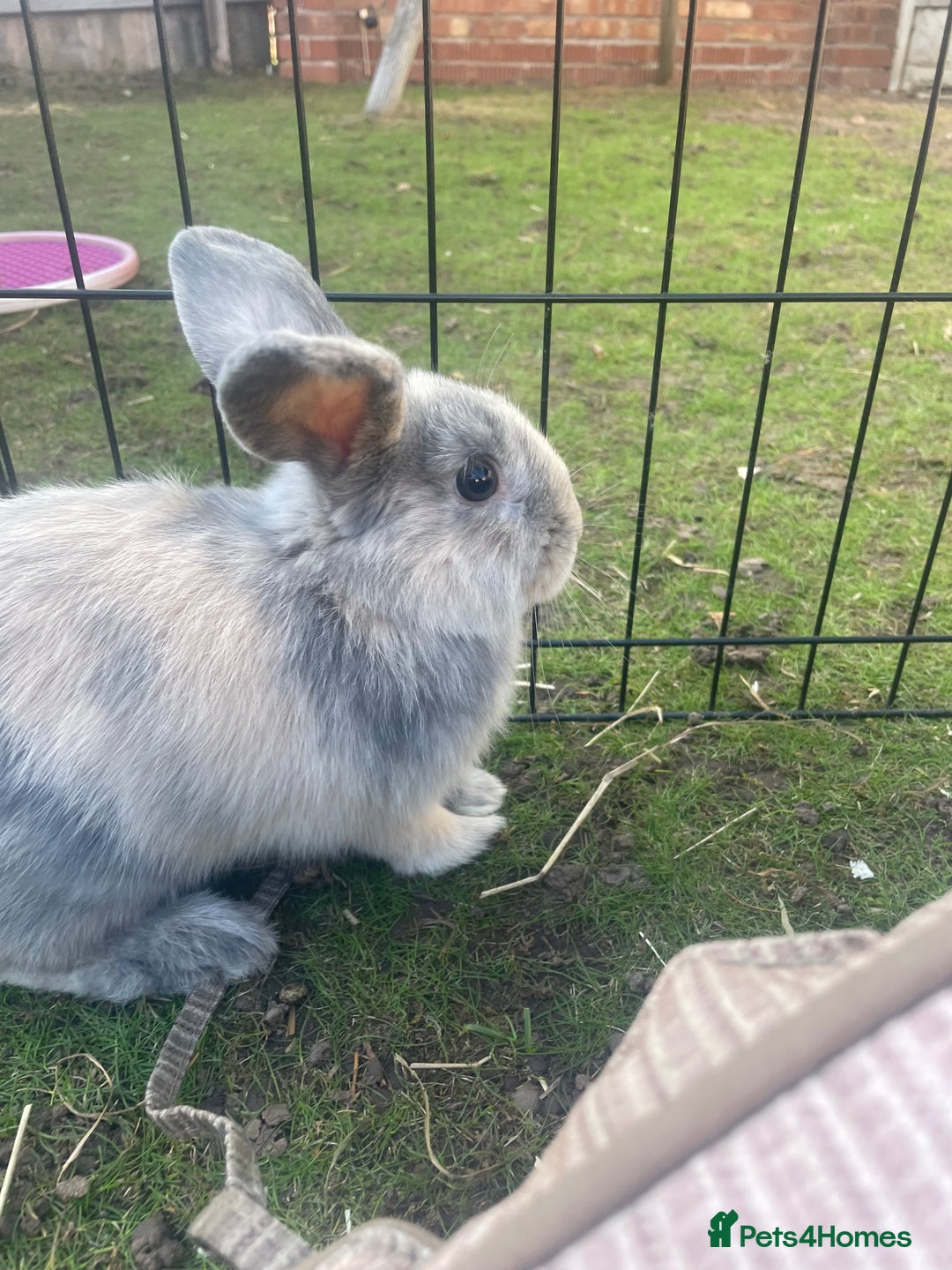 Lionhead rabbits for sale: 4 beautiful lionhead rabbits £35 each - Image 3