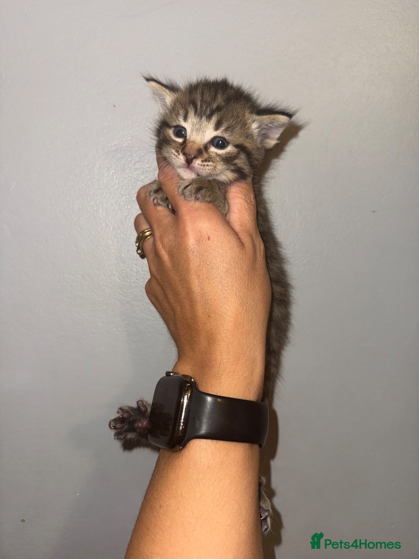 Mixed Breed cats Kittens mixed  - Advert 1