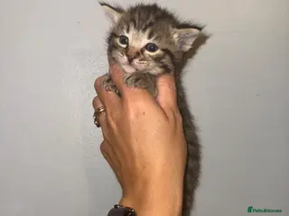 Mixed Breed cats Kittens mixed - Advert 1