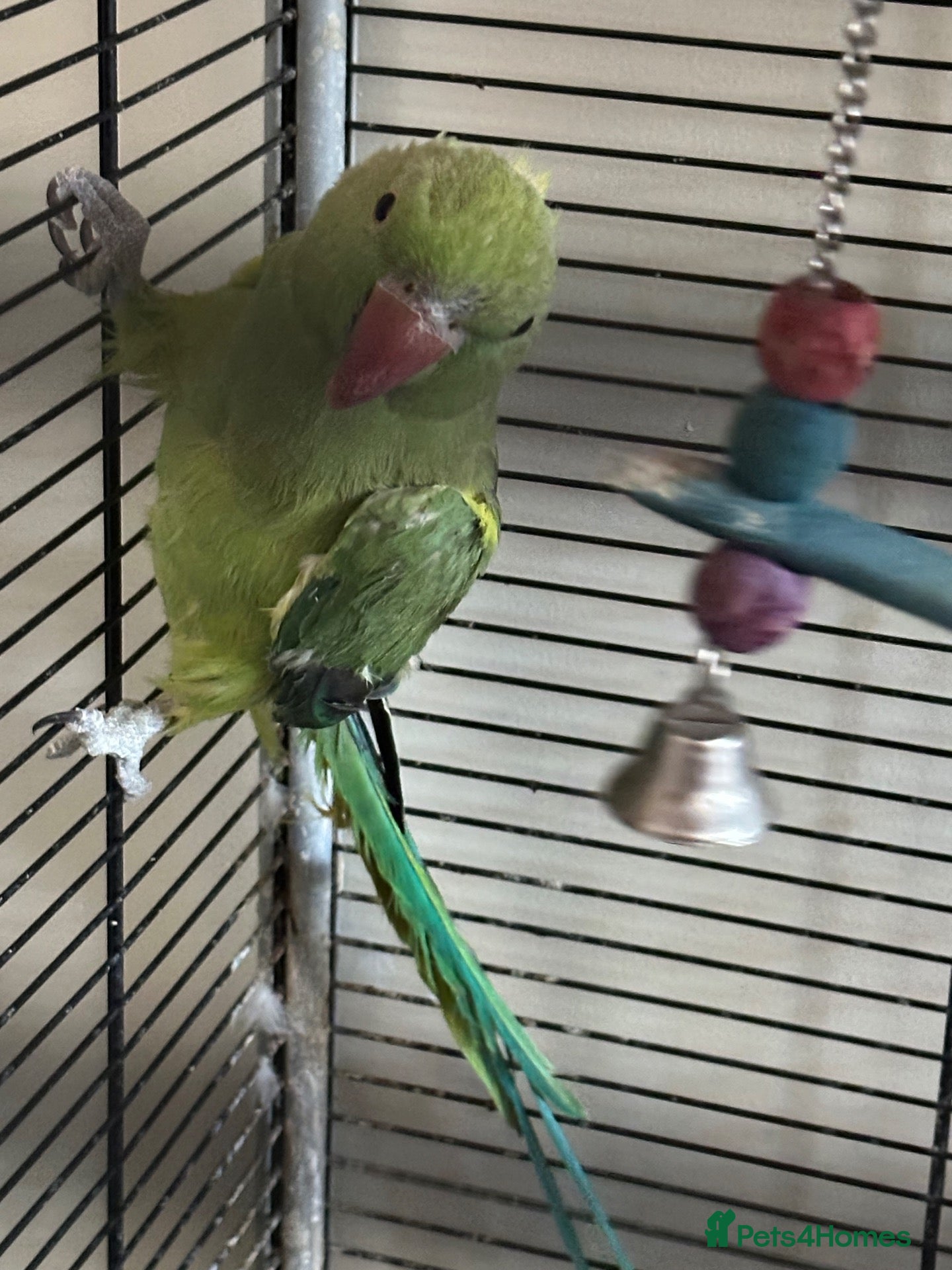 Parakeets birds for sale: Ring neck parrakeet  - Advert 5