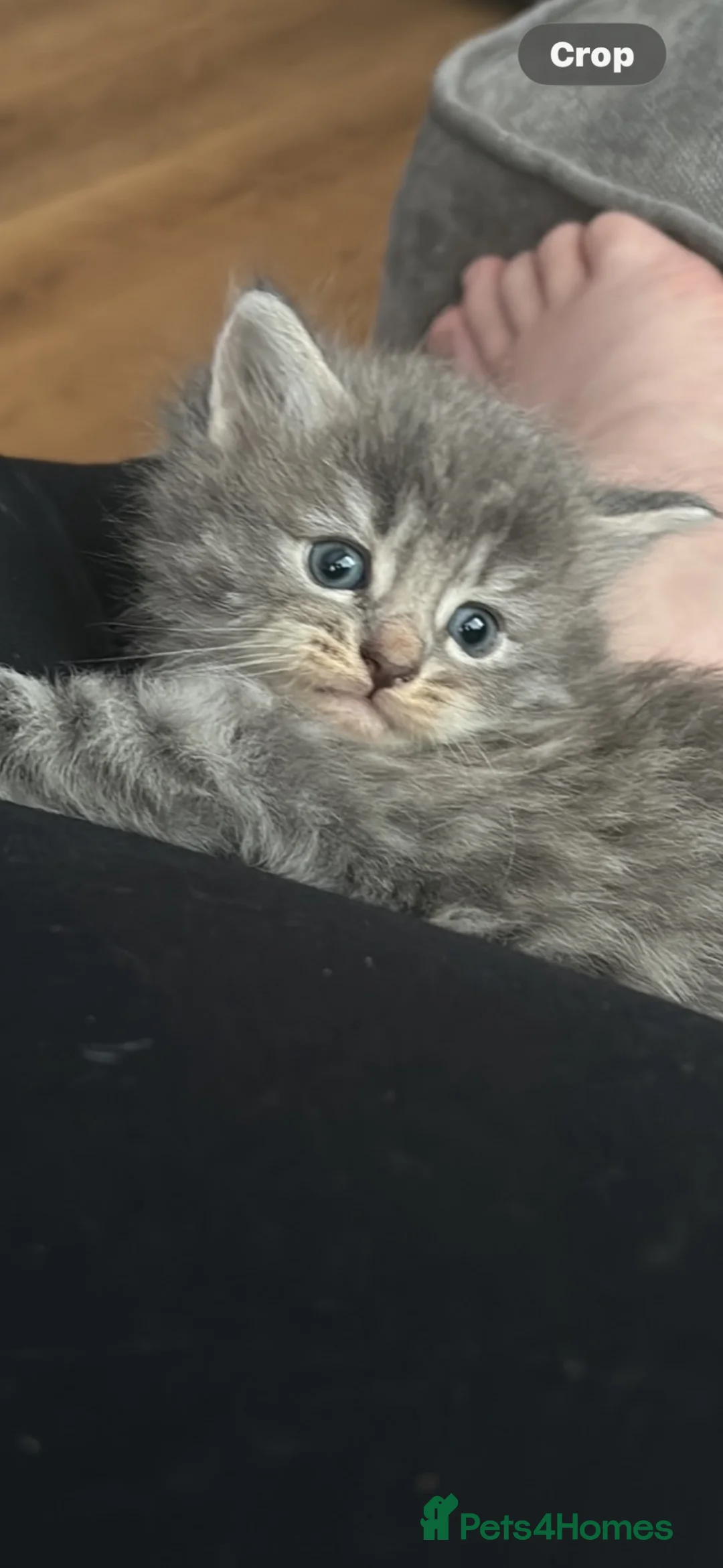 Mixed Breed cats for sale: Kittens looking for forever homes - Advert 1