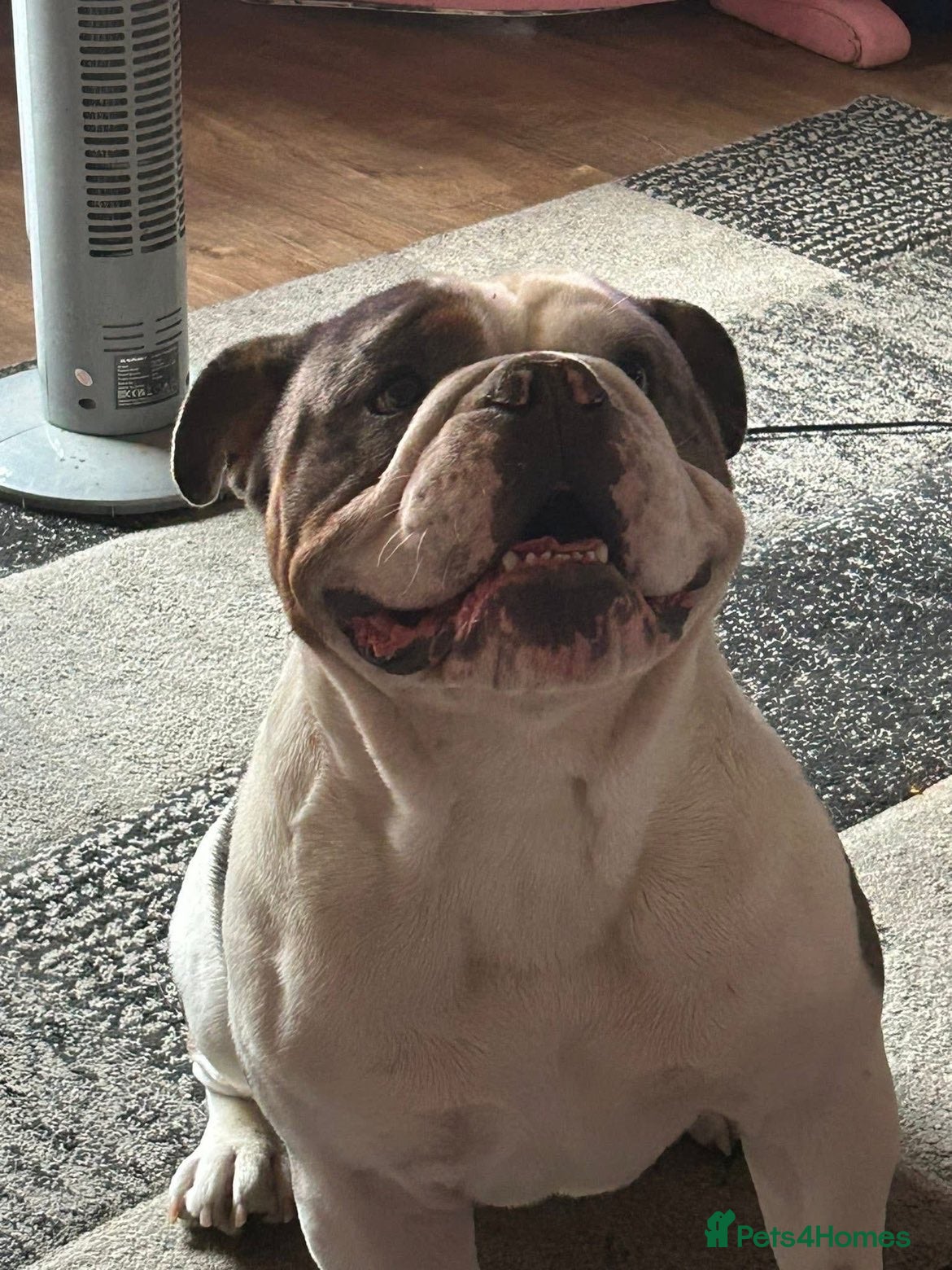 English Bulldog dogs Merle stud  - Advert 1