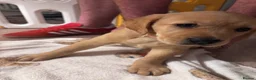 Goldador dogs for sale: Goldador with a dash of dalmation  - Advert 3