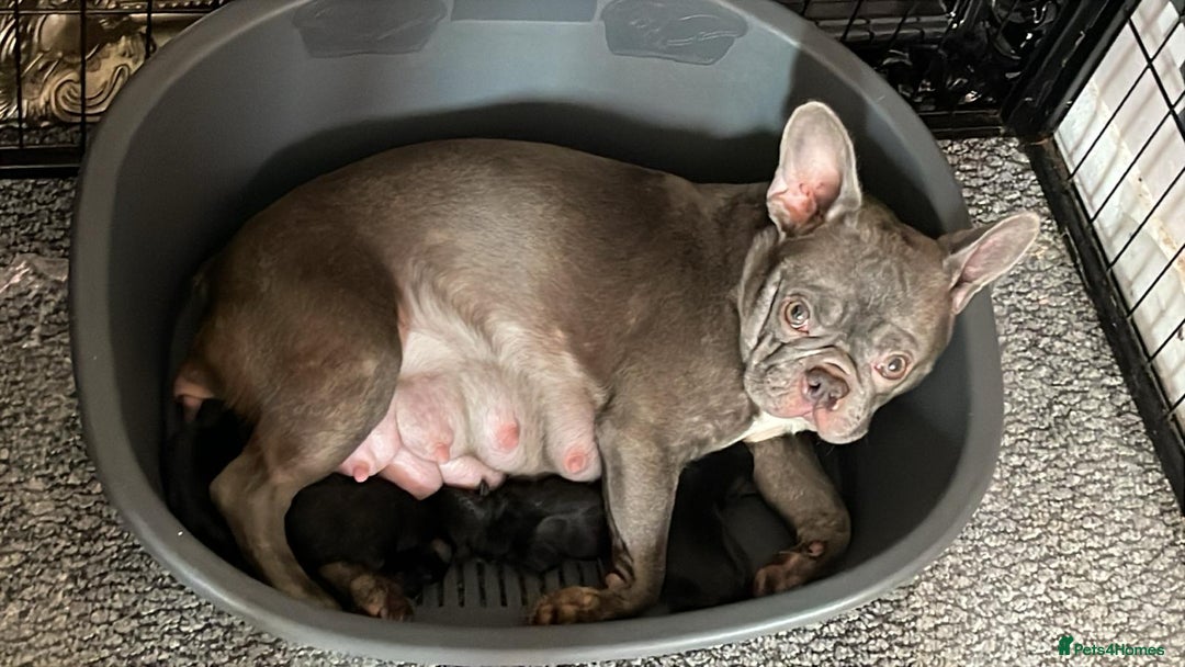 Mixed Breed dogs for sale: 4 french bulldog x boarder terror girls  - Image 18