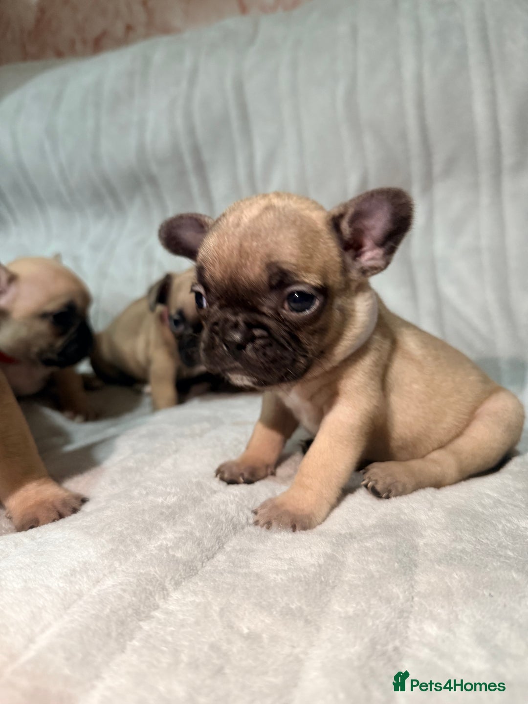 French Bulldog dogs for sale: Pedigree Mum Frenchy Pups-Gorgeous and ready soon! - Advert 29
