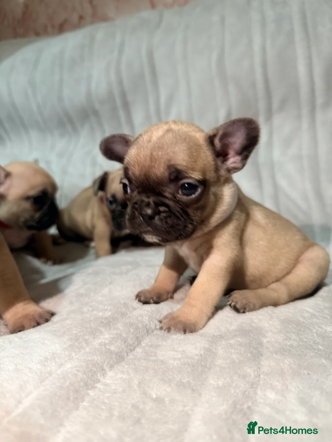 French Bulldog dogs for sale: Pedigree Mum Frenchy Pups-Gorgeous  ! - Advert 29