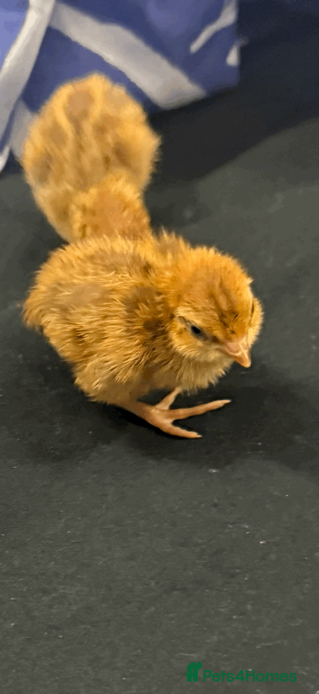Quail poultry for sale: 4 Quail chicks available, heat plate and 2kg feed - Advert 2