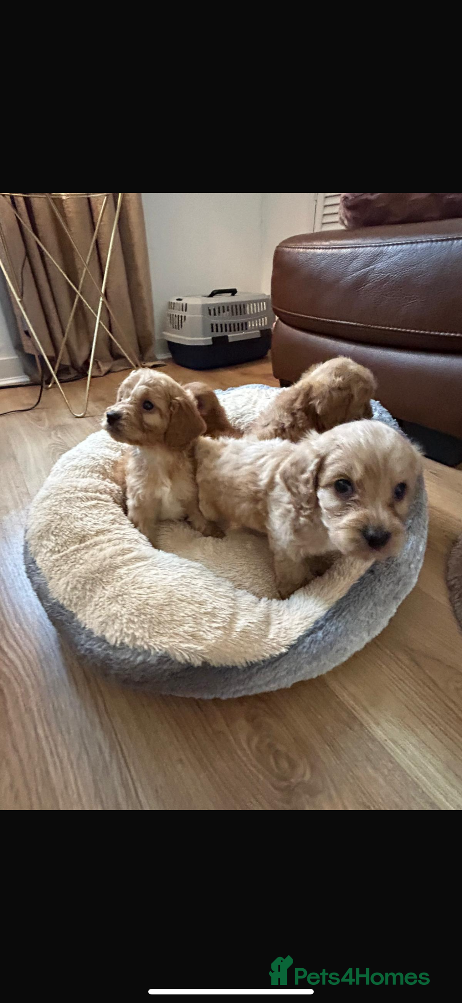 Cockapoo dogs for sale: Cockapoo puppies in Aberdeen - Advert 32