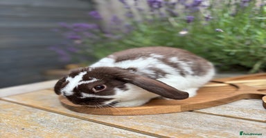 Mini Lop rabbits - Advert 4