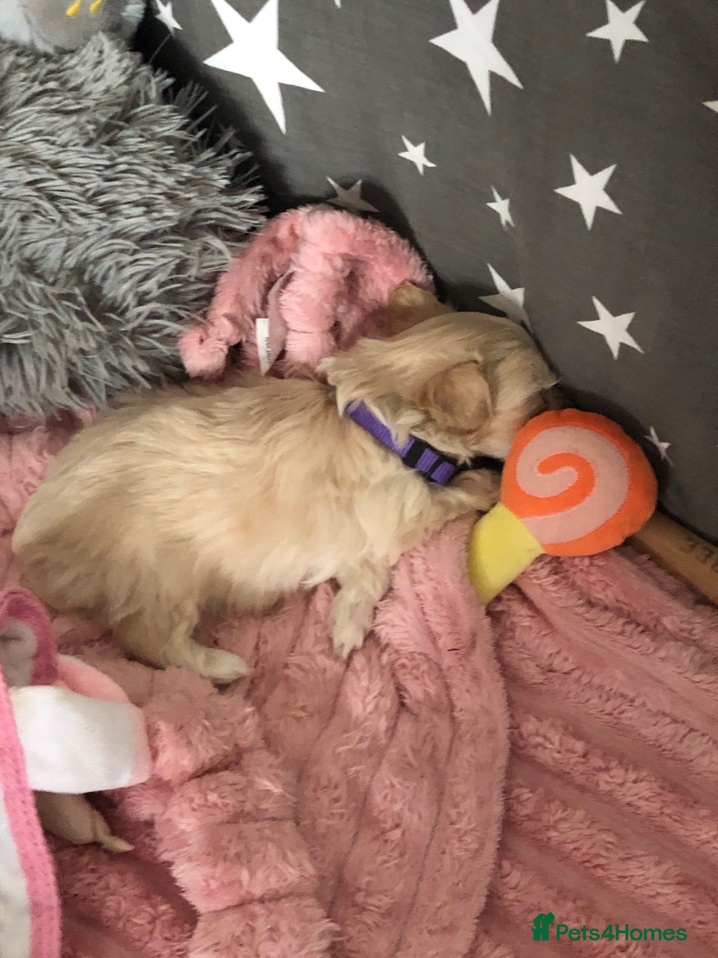 Maltipoo dogs F1 adorable tiny Maltipoo puppies - Advert 6