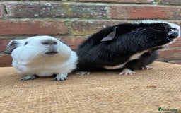 Guinea Pig rodents for sale: Lovely pair of boars  - Advert 1
