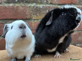 Guinea Pig rodents Lovely pair of boars (reserved) - Advert 17