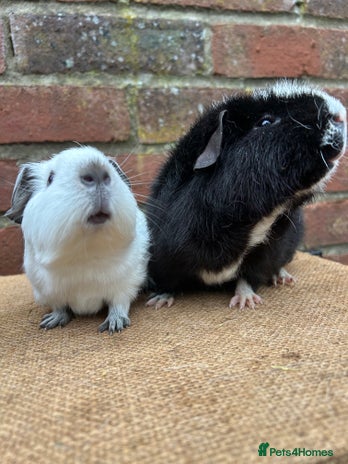 Guinea Pig rodents Lovely pair of boars - Advert 9